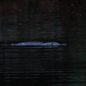 Ornithorhynchus anatinus at Cotter River, ACT - 22 Feb 2021 07:17 PM