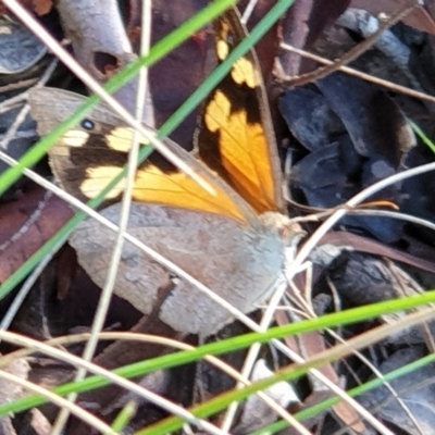 Heteronympha merope (Common Brown Butterfly) at Mount Painter - 21 Feb 2021 by drakes
