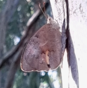 Heteronympha merope at Cook, ACT - 22 Feb 2021