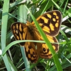 Heteronympha paradelpha (Spotted Brown) at Cook, ACT - 22 Feb 2021 by drakes