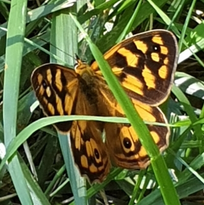 Heteronympha paradelpha (Spotted Brown) at Cook, ACT - 22 Feb 2021 by drakes