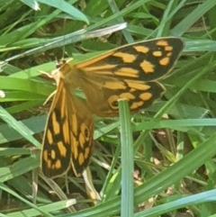 Heteronympha paradelpha at Cook, ACT - 22 Feb 2021