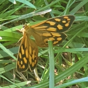 Heteronympha paradelpha at Cook, ACT - 22 Feb 2021