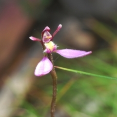Eriochilus cucullatus (Parson's Bands) at Tinderry, NSW - 20 Feb 2021 by Harrisi