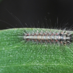 Anestia (genus) (A tiger moth) at Tinderry, NSW - 20 Feb 2021 by Harrisi