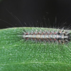 Anestia (genus) at Tinderry, NSW - 20 Feb 2021