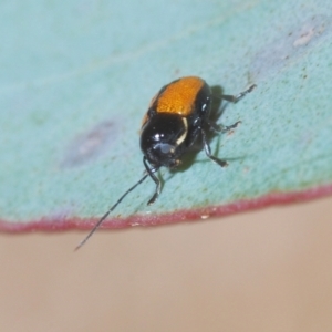 Aporocera (Aporocera) albilinea at Tinderry, NSW - 20 Feb 2021