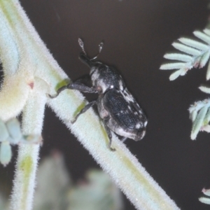 Neolaemosaccus sp. (genus) at Tinderry, NSW - 20 Feb 2021