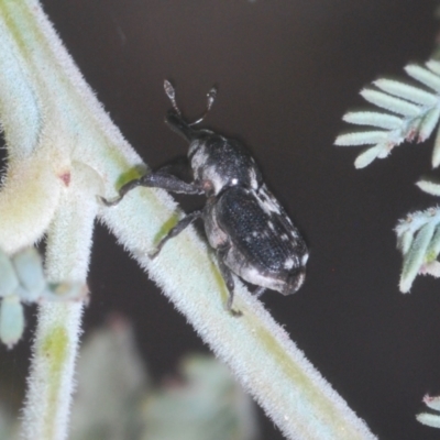 Neolaemosaccus sp. (genus) (A weevil) at Tinderry, NSW - 20 Feb 2021 by Harrisi