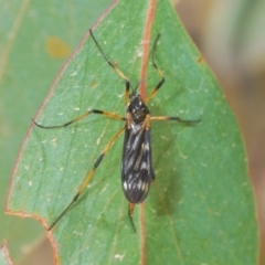 Gynoplistia sp. (genus) (TBC) at Tinderry, NSW - 20 Feb 2021 by Harrisi