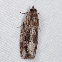 Acropolitis excelsa (A Tortricid moth) at Melba, ACT - 20 Feb 2021 by kasiaaus