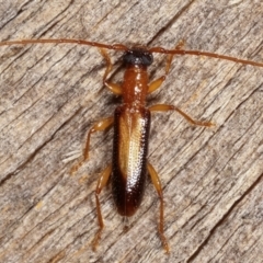 Atesta dorsalis (Longhorn or longicorn beetle) at Melba, ACT - 19 Feb 2021 by kasiaaus