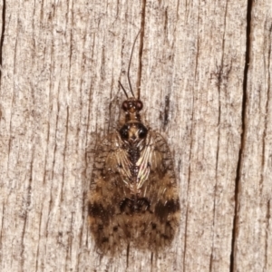 Carobius elongatus at Melba, ACT - 20 Feb 2021