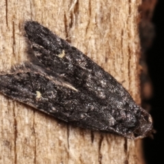 Bondia nigella (A Fruitworm moth (Family Carposinidae)) at Melba, ACT - 19 Feb 2021 by kasiaaus