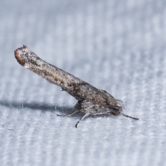 Zelleria cynetica (Rectangular Ermine Moth) at Melba, ACT - 19 Feb 2021 by kasiaaus