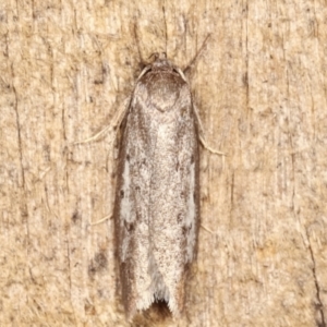 Oecophoridae (family) at Melba, ACT - 20 Feb 2021