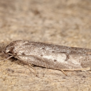 Oecophoridae (family) at Melba, ACT - 20 Feb 2021