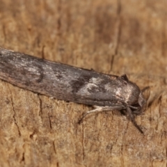 Oenochroa and Artiastis (genera) at Melba, ACT - 20 Feb 2021 09:41 AM