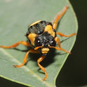 Perga dorsalis at Downer, ACT - 21 Feb 2021 12:11 PM