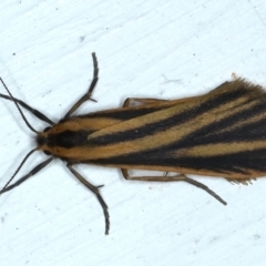 Phaeophlebosia furcifera (Forked Footman) at Ainslie, ACT - 22 Feb 2021 by jbromilow50