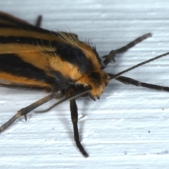 Phaeophlebosia furcifera at Ainslie, ACT - 22 Feb 2021 09:25 PM