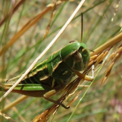 Kosciuscola cognatus (A grasshopper) at Namadgi National Park - 20 Feb 2021 by Christine