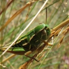 Kosciuscola cognatus (A grasshopper) at Cotter River, ACT - 20 Feb 2021 by Christine