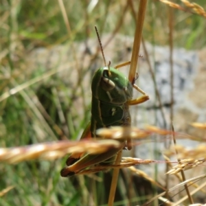 Kosciuscola cognatus at Cotter River, ACT - 20 Feb 2021