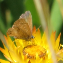 Neolucia agricola (Fringed Heath-blue) at Cotter River, ACT - 20 Feb 2021 by Christine