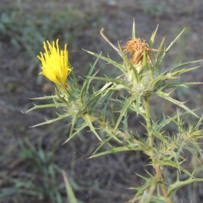 Carthamus lanatus (Saffron Thistle) at Stromlo, ACT - 20 Jan 2021 by MichaelBedingfield