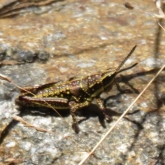 Monistria concinna (Southern Pyrgomorph) at Namadgi National Park - 20 Feb 2021 by Christine