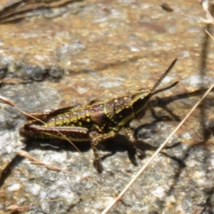 Monistria concinna at Cotter River, ACT - 20 Feb 2021 01:00 PM