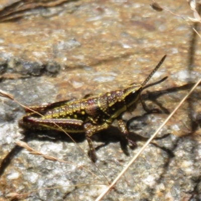 Monistria concinna (Southern Pyrgomorph) at Cotter River, ACT - 20 Feb 2021 by Christine