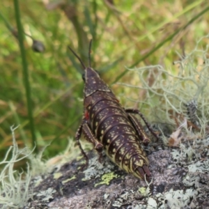 Monistria concinna at Cotter River, ACT - 20 Feb 2021