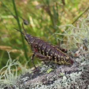 Monistria concinna at Cotter River, ACT - 20 Feb 2021