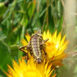 Monistria concinna at Cotter River, ACT - 20 Feb 2021