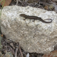 Pseudemoia entrecasteauxii (Woodland Tussock-skink) at Cotter River, ACT - 20 Feb 2021 by Christine