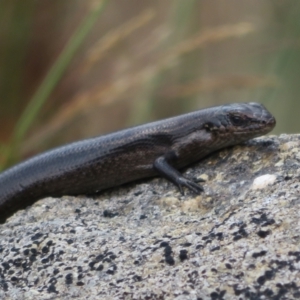 Pseudemoia entrecasteauxii at Cotter River, ACT - 20 Feb 2021 03:51 PM