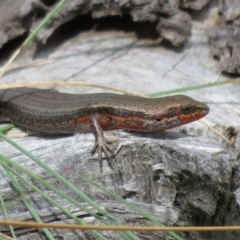 Pseudemoia entrecasteauxii at Cotter River, ACT - 20 Feb 2021