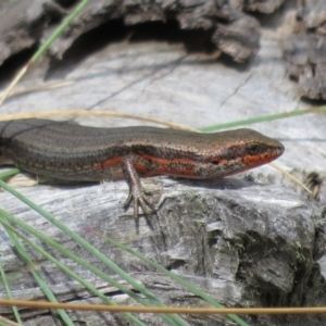 Pseudemoia entrecasteauxii at Cotter River, ACT - 20 Feb 2021 03:51 PM