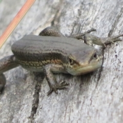 Pseudemoia entrecasteauxii at Cotter River, ACT - 20 Feb 2021 03:51 PM