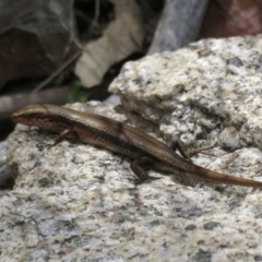 Pseudemoia entrecasteauxii at Cotter River, ACT - 20 Feb 2021 03:51 PM