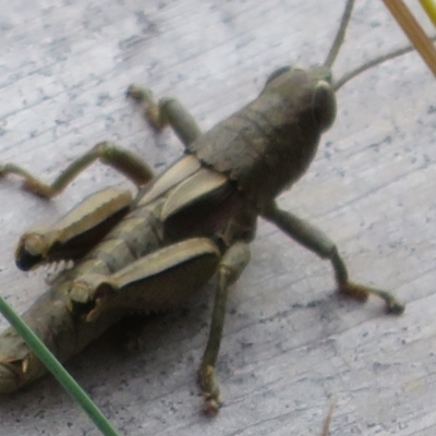 Percassa rugifrons (Mountain Grasshopper) at Cotter River, ACT - 20 Feb 2021 by Christine