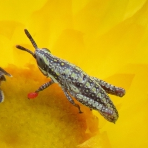 Monistria concinna at Cotter River, ACT - 20 Feb 2021