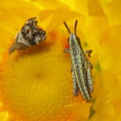 Monistria concinna at Cotter River, ACT - 20 Feb 2021