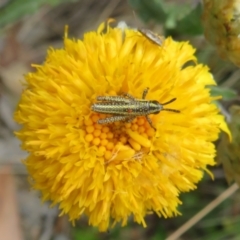 Monistria concinna at Cotter River, ACT - 20 Feb 2021