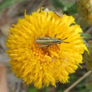 Monistria concinna at Cotter River, ACT - 20 Feb 2021