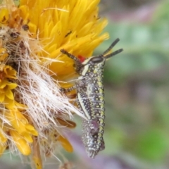 Monistria concinna at Cotter River, ACT - 20 Feb 2021