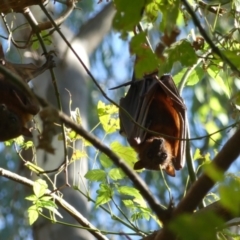 Pteropus scapulatus (Little Red Flying Fox) at Albury - 21 Feb 2021 by AlburyCityEnviros