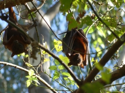 Pteropus scapulatus (Little Red Flying Fox) at Albury - 22 Feb 2021 by AlburyCityEnviros